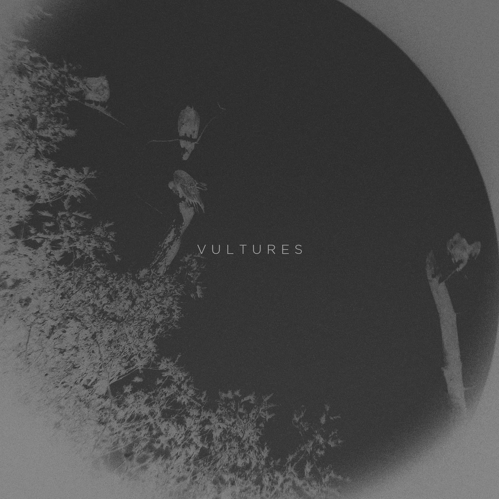 Vultures cover artwork